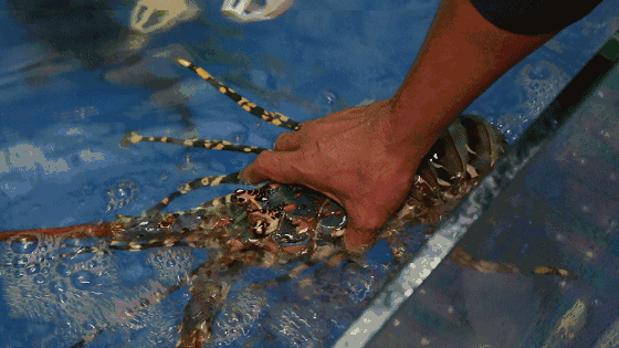1524879543997275.gif 7.gif