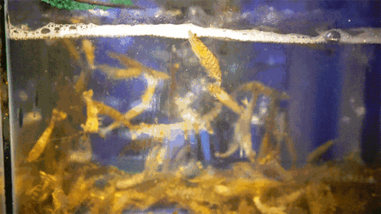 6.gif
